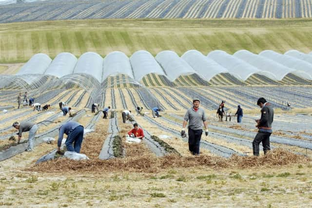 Fruit pickers at work in Perthshire. PIC: Ian Rutherford/TSPL.