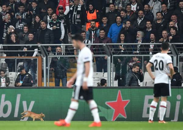 Besiktas were fined for a cat entering the field during the Champions League. Picture: BULENT KILIC/AFP/Getty Images