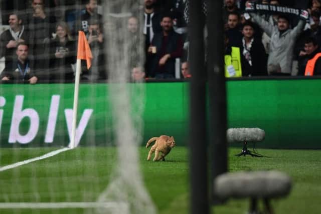 The cat runs areound the Vodafone Park pitch. Picture: OZAN KOSE/AFP/Getty
