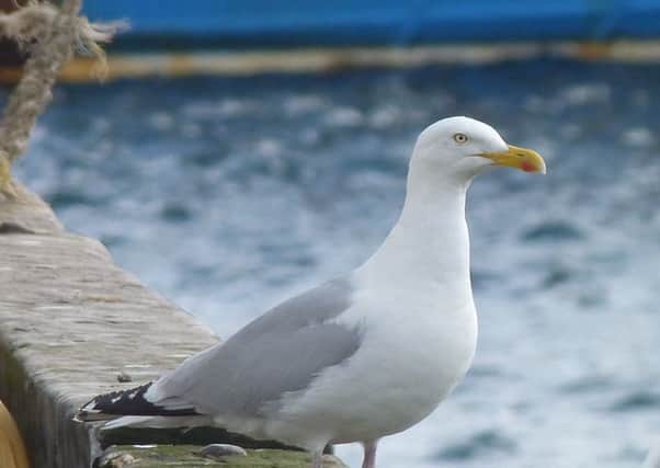 A woman was left bleeding after she was divebombed by a seagull. Picture: Stock image