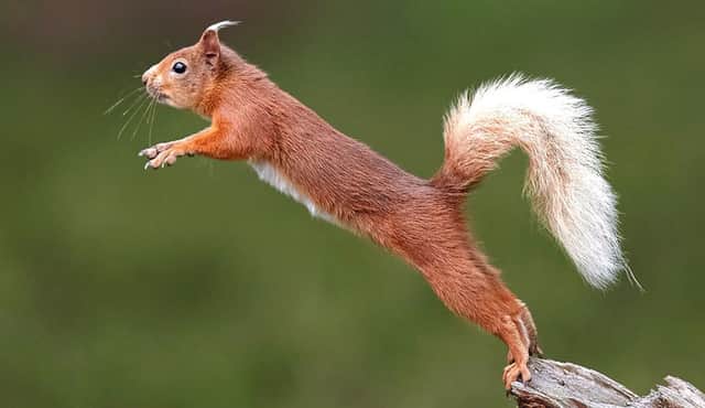 A Red Squirrel