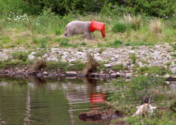 Hamish was snapped playing with a traffic cone and getting it stuck on his head at the Highland Wildlife Park near Kingussie. Picture: SWNS