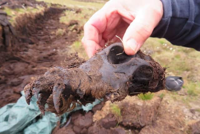 The skull of the 'Rogart Bog Beast' with its teeth on show. PIC: Contributed.