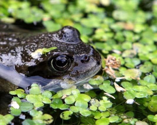 Sightings of frogs and toads in gardens have declined as ponds vanish. Picture: PA