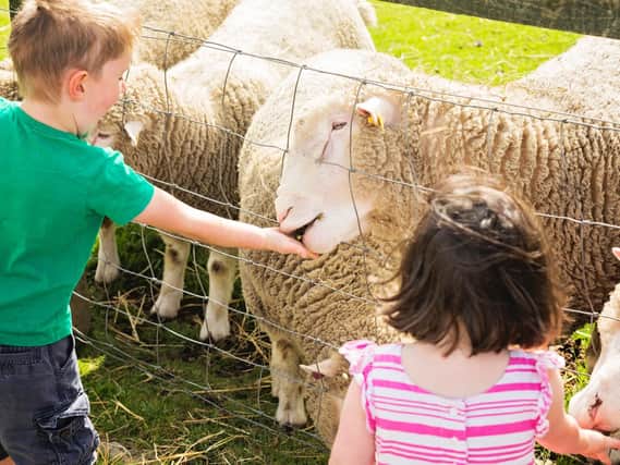 Kids petting the sheep at Gorgie City Farm. Picture: Gorgie City Farm