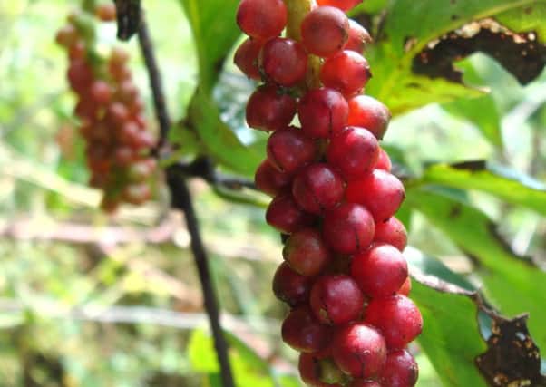 Schisandra berry is one of many plants with medicinal uses found in the wild. Picture: PA