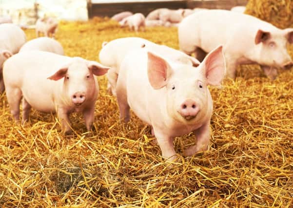 Andy McGowan, chief executive of Scottish Pig Producers, said a shortage of bottled gas meant that production at the plant  which normally handles more than 6,000 pigs a week  could be halted early next week. Picture: contributed