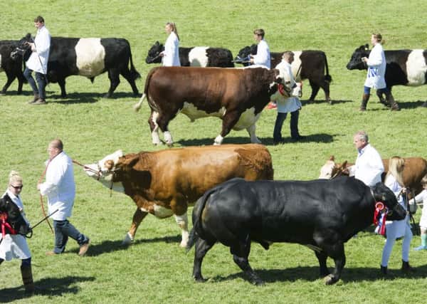 The cattle are paraded in the main show ring at the Royal Highland Show at Ingliston yesterday in sweltering temperatures . 
Picture: Ian Rutherford