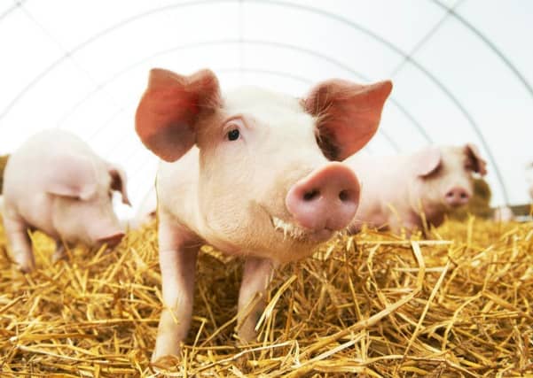 Farmers face a danger of over-crowding as the abattoir closes, leading to fears of shortages on supermarket shelves. Picture: contributed