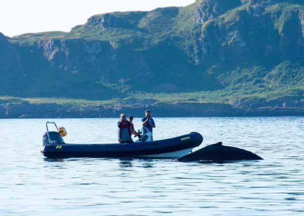 A humpback whale surprised kayakers in Oban. Picture: Moira Kerr