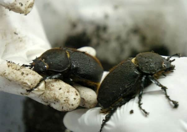 Researchers at Edinburgh conducted tests on beetles. Picture: AP