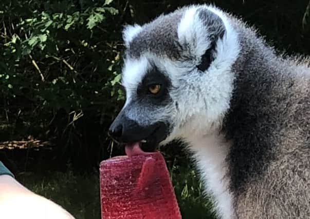 The fruit lollies have gone down well with the animals