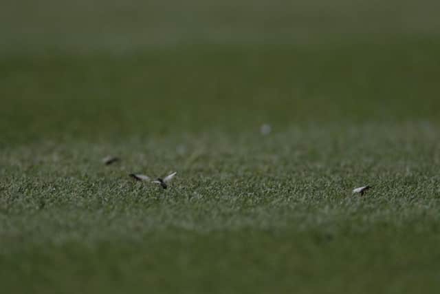 Flying insects on No. 1 Court during the women's singles match between Caroline Wozniacki and Ekaterina Makarova. Picture: AP