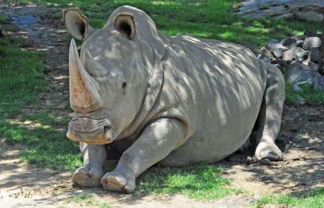 Scientists may have found the clue to saving the northern white rhino from extinction