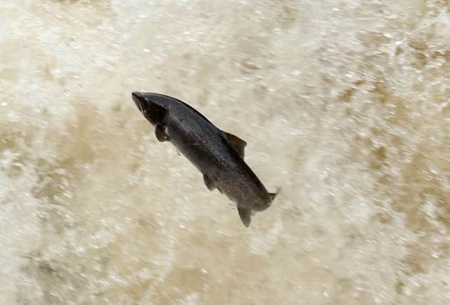 Salmon leaping at the Falls of Shinn in Sutherland. Picture: Ian Rutherford