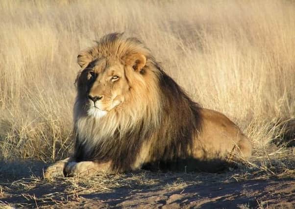 It is suspected that the lions ate poachers who had entered the reserve. Picture; Wiki Commons