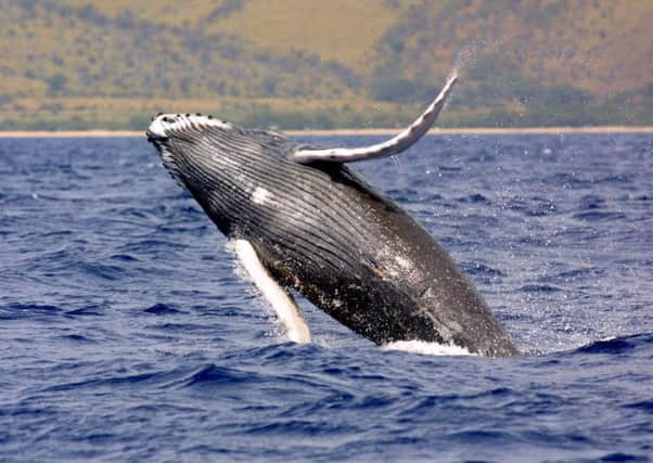 A humpback whale in the forth
