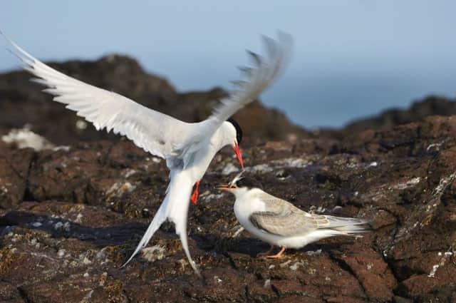 Arctic tern (Sterna paradisadea) feeding a sandeel to its newly fledged chick. Scurdie Ness, Montrose.
Â©Lorne Gill