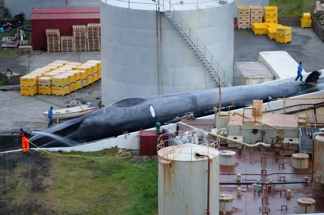 The blue whale that Icelandic whalers have been accused of killing. Picture: Hard to Port
