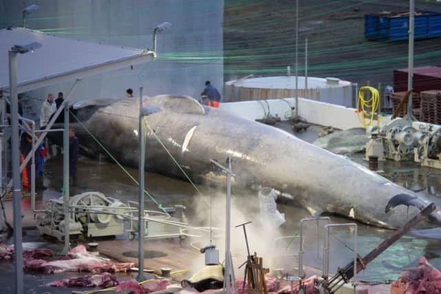 Icelandic whalers have been accused of breaching international law by killing a rare protected blue whale