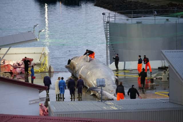 Another image of the blue whale killed in the catch off Iceland