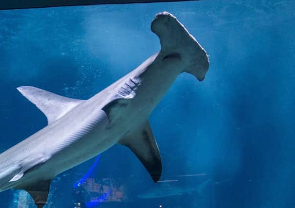 A hammerhead shark (Picture: Getty)