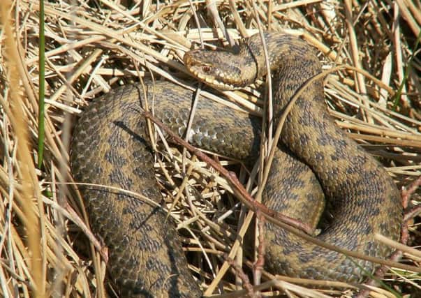 Adders have been doing well because of the recent warm weather