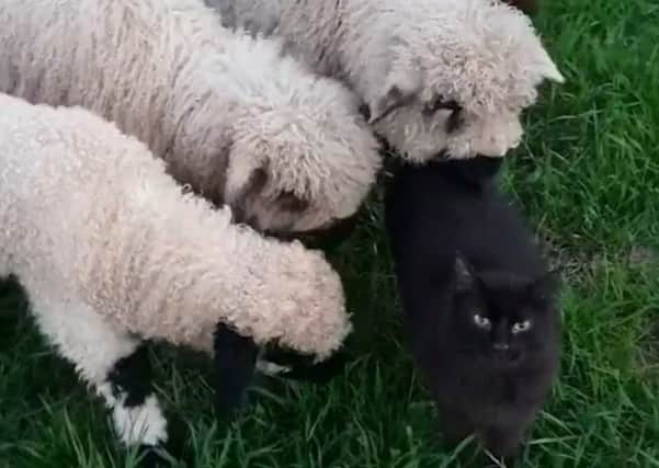 Ed has become firm friends with two sheep. Picture: SWNS