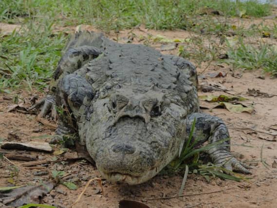 A broad snouted caiman is among the dangerous animals to be kept by private owners in Scotland. Image: Wikicommons