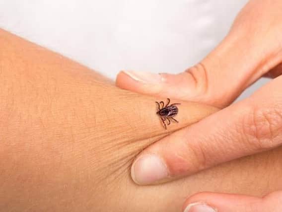 Ticks are widespread across the UK, but southern England and the Scottish Highlands are among the highest risk areas (Photo: Shutterstock)