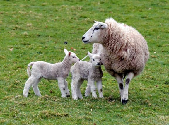 Sheep will be used to eat the hogweed, which is poisonous to humans
