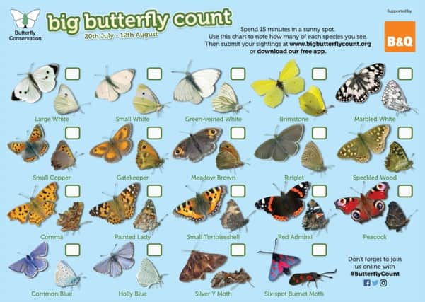 The big butterfly count