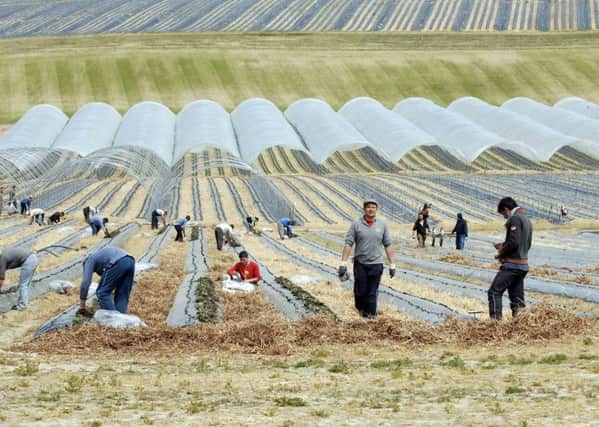 Soft fruit workers plant strawberries at a Tayside farm  but now some of the harvest has had to be left to rot. Picture: TSPL