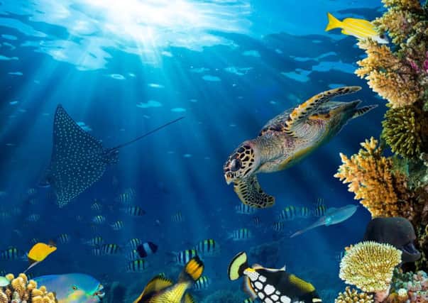 About 22 million tonnes of carbon dioxide is absorbed by the oceans every day. Picture: contributed