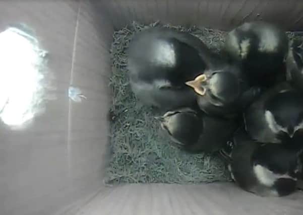 Nestcam footage shows the two blue tit chicks being fed in the great tits nest. Picture: contributed