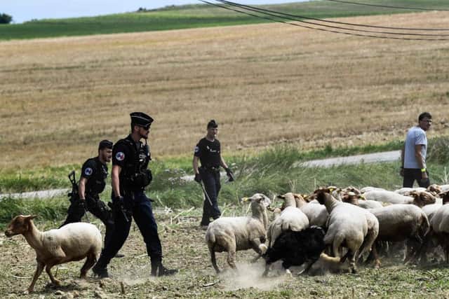 French police attempt to round up protesters (and sheep) next to the route of the Tour de France cycling race. Picture: AFP/Getty Images