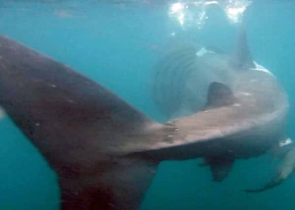 Basking Sharks of the coast of St Kilda in the Outer Hebrides filmed by divers Ben Morton. Picture: SWNS