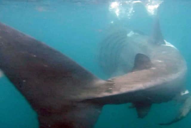 Basking Sharks of the coast of St Kilda in the Outer Hebrides filmed by divers Ben Morton. Picture: SWNS