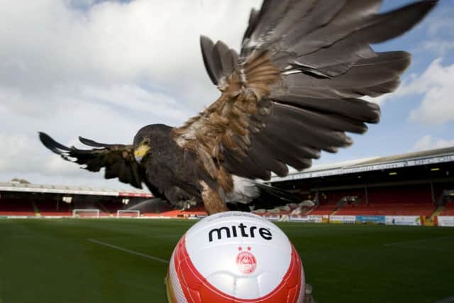 The hawk Aberdeen recruited to solve their seagull problem. Picture: SNS