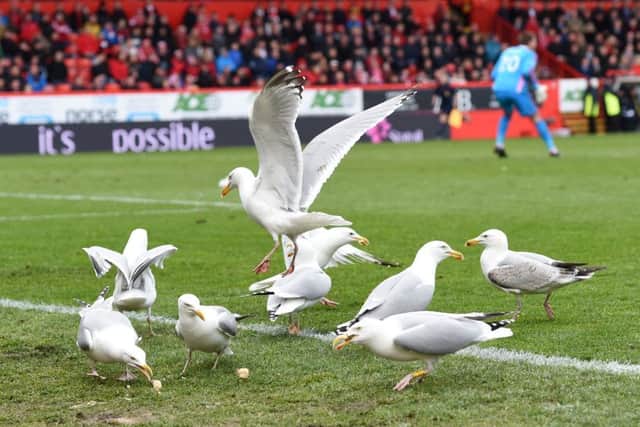 Seagulls and Pittodrie: a relationship that refuses to die. Picture: SNS