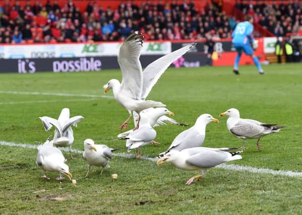 Seagulls and Pittodrie: a relationship that refuses to die. Picture: SNS