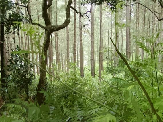 Tropical forests could soon start contributing to global warming