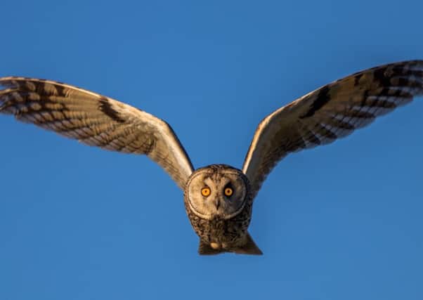 A short-eared owl in flight at sunset. Picture: Getty Images/iStock