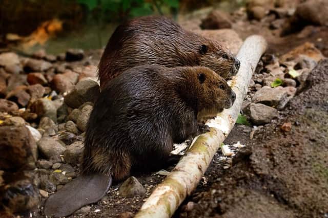 Beavers have been brought back to Scotland after a gap of 400 years