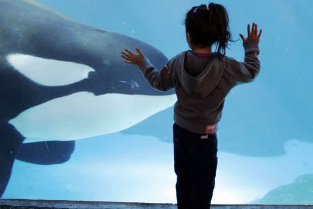 A young girl watches through the glass as a killer whale passes by while swimming in a display tank at SeaWorld. (AP Photo/Chris Park)