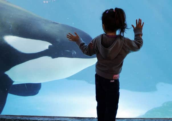 A young girl watches through the glass as a killer whale passes by while swimming in a display tank at SeaWorld. (AP Photo/Chris Park)