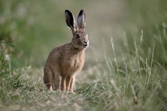 Tens of thousands of mountain hares will be killed before the open season ends on 28 February