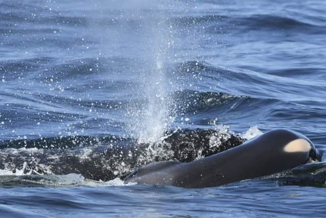 The new orca died soon after being born.  (David Ellifrit/Center for Whale Research via AP)