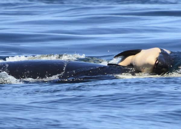 A baby orca whale is being pushed by her mother after being born off the Canada coast near Victoria, British Columbia. (Michael Weiss/Center for Whale Research via AP)