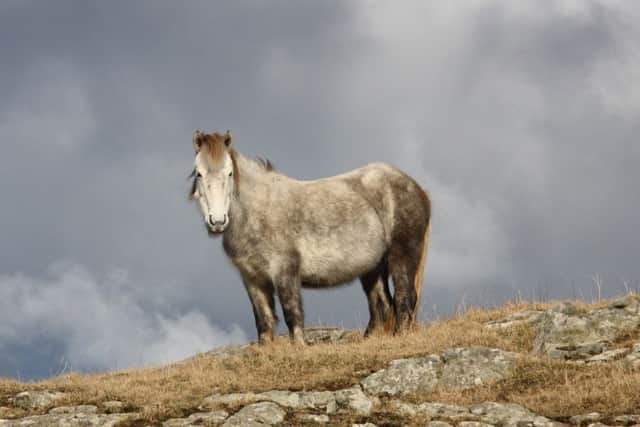 A wild Eriskay pony roaming on the Isle of Eriskay. Picture: David Walsh